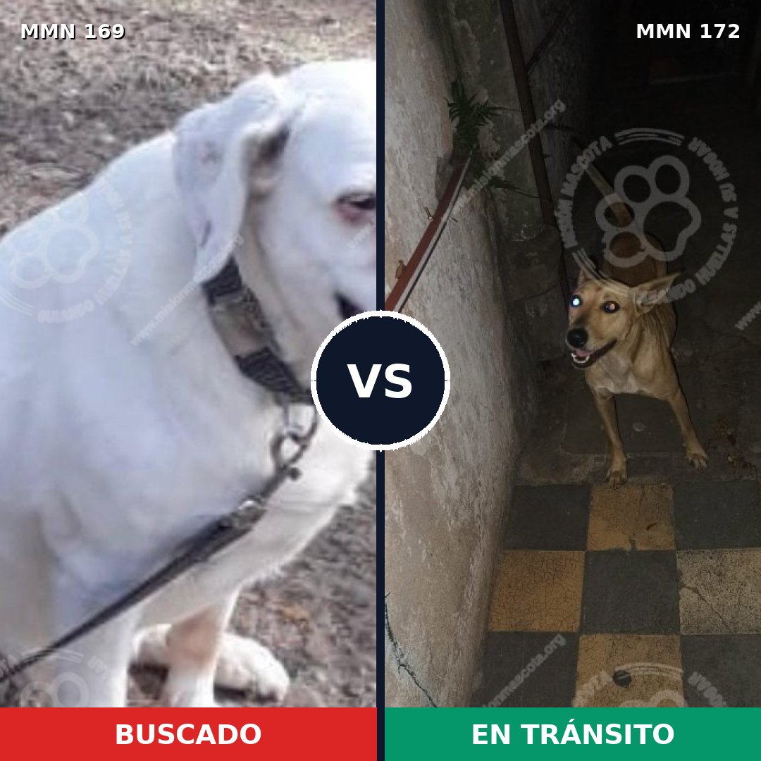 Comparativa MMS 4344: mascota perdida y mascota encontrada, 10% de similitud