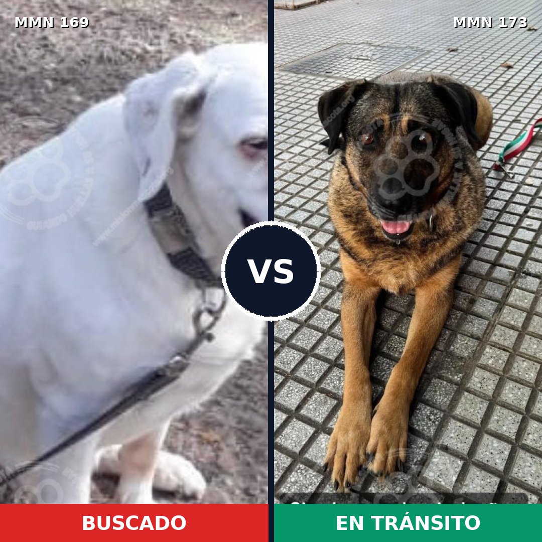 Comparativa MMS 4345: mascota perdida y mascota encontrada, 6% de similitud