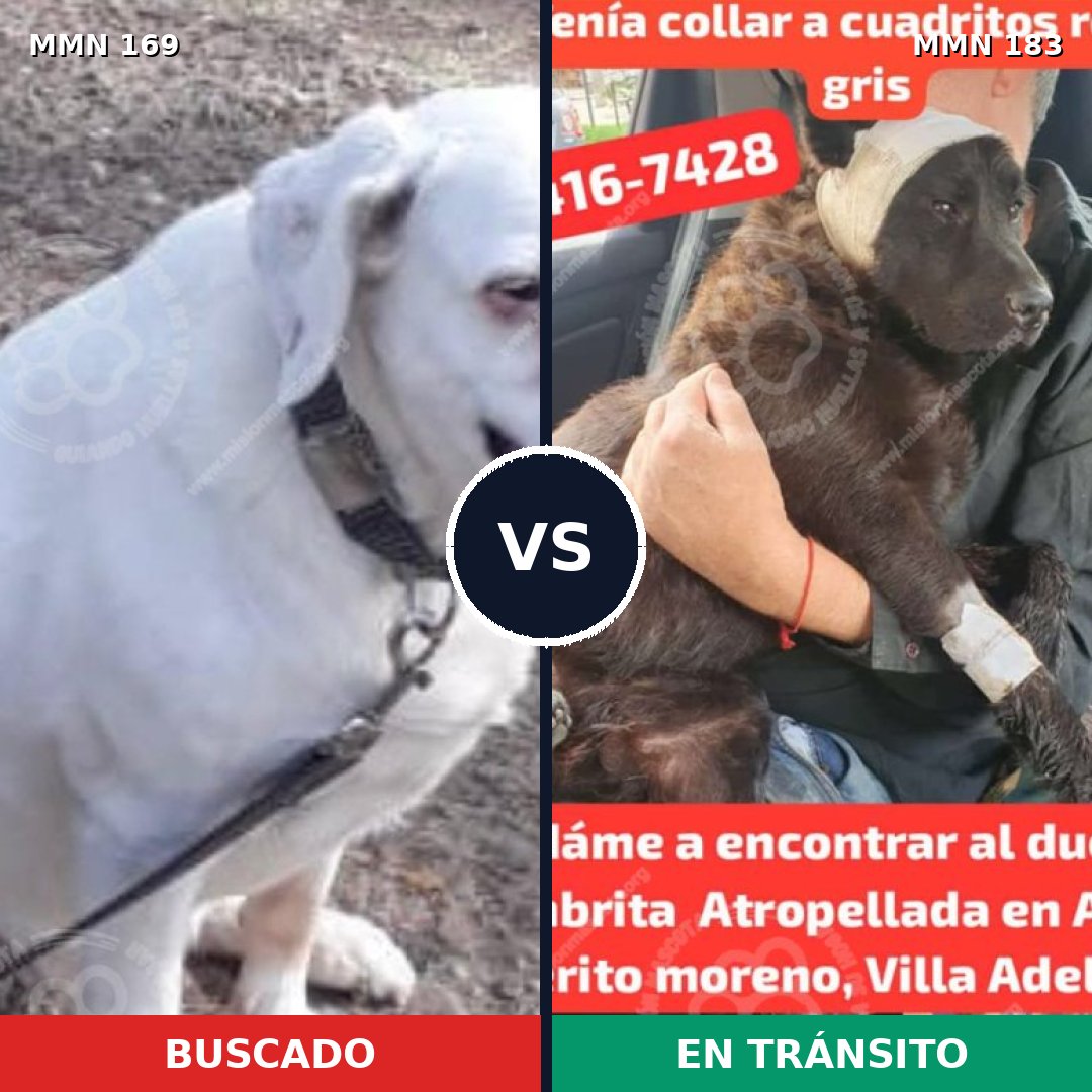 Comparativa MMS 4349: mascota perdida y mascota encontrada, 6% de similitud
