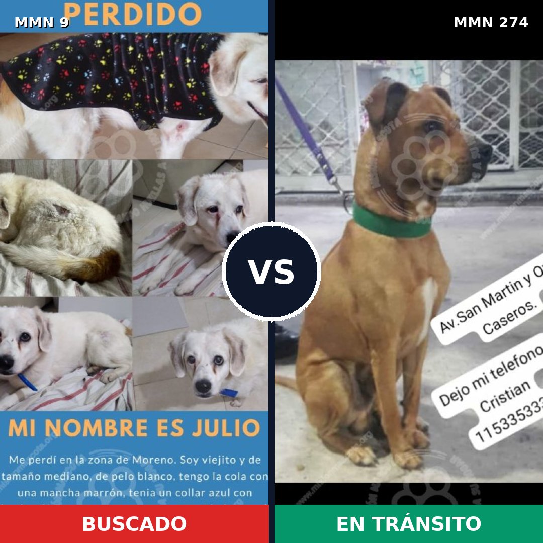 Comparativa MMS 435: mascota perdida y mascota encontrada, 75% de similitud