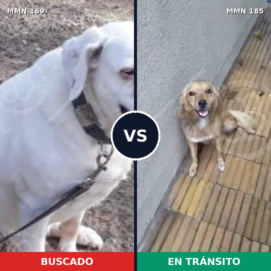 Comparativa MMS 4350: mascota perdida y mascota encontrada, 6% de similitud