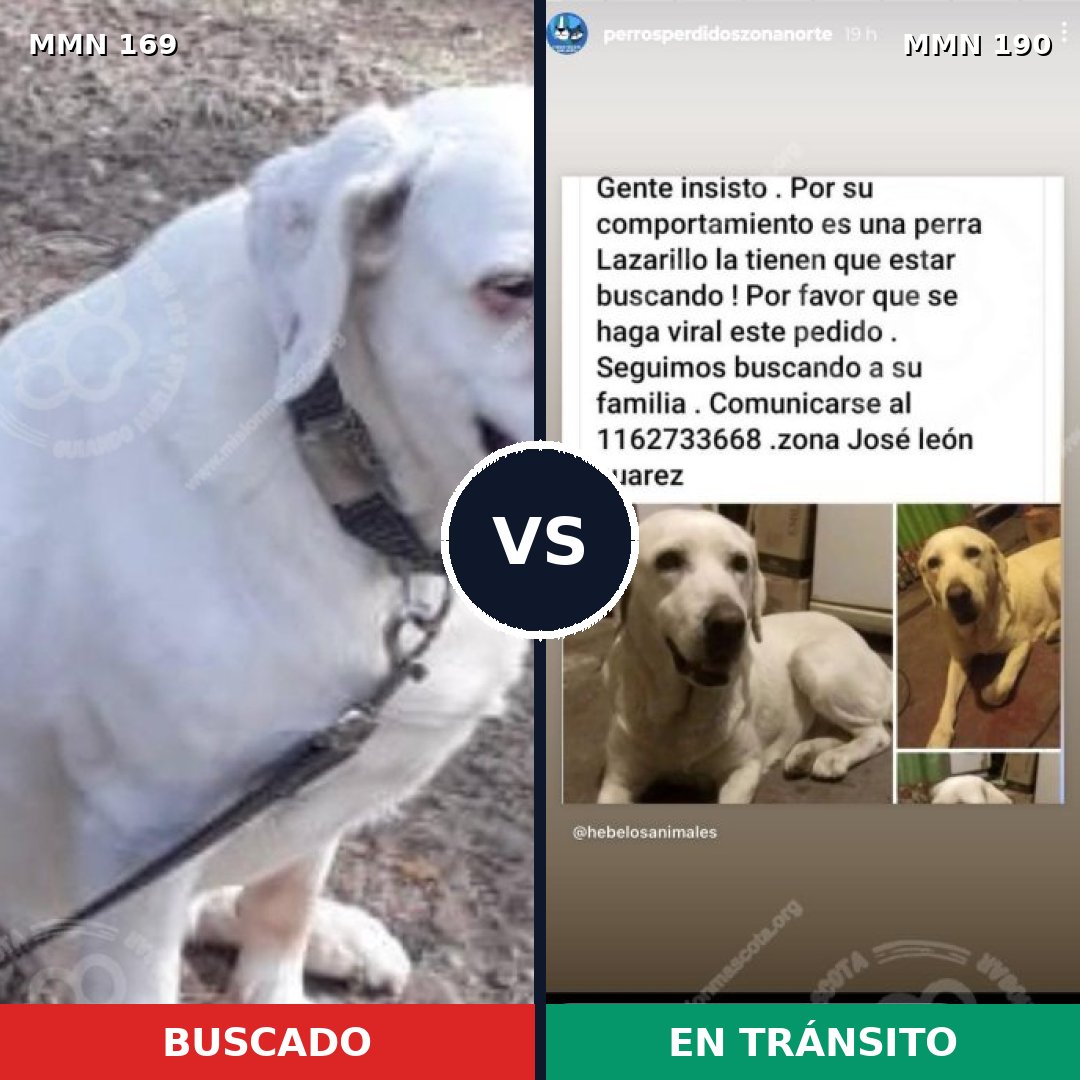 Comparativa MMS 4351: mascota perdida y mascota encontrada, 9% de similitud