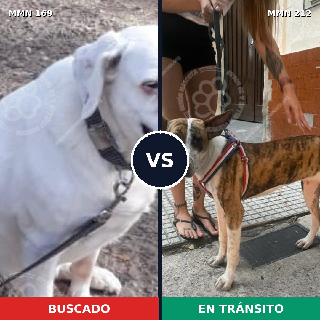 Comparativa MMS 4352: mascota perdida y mascota encontrada, 12% de similitud