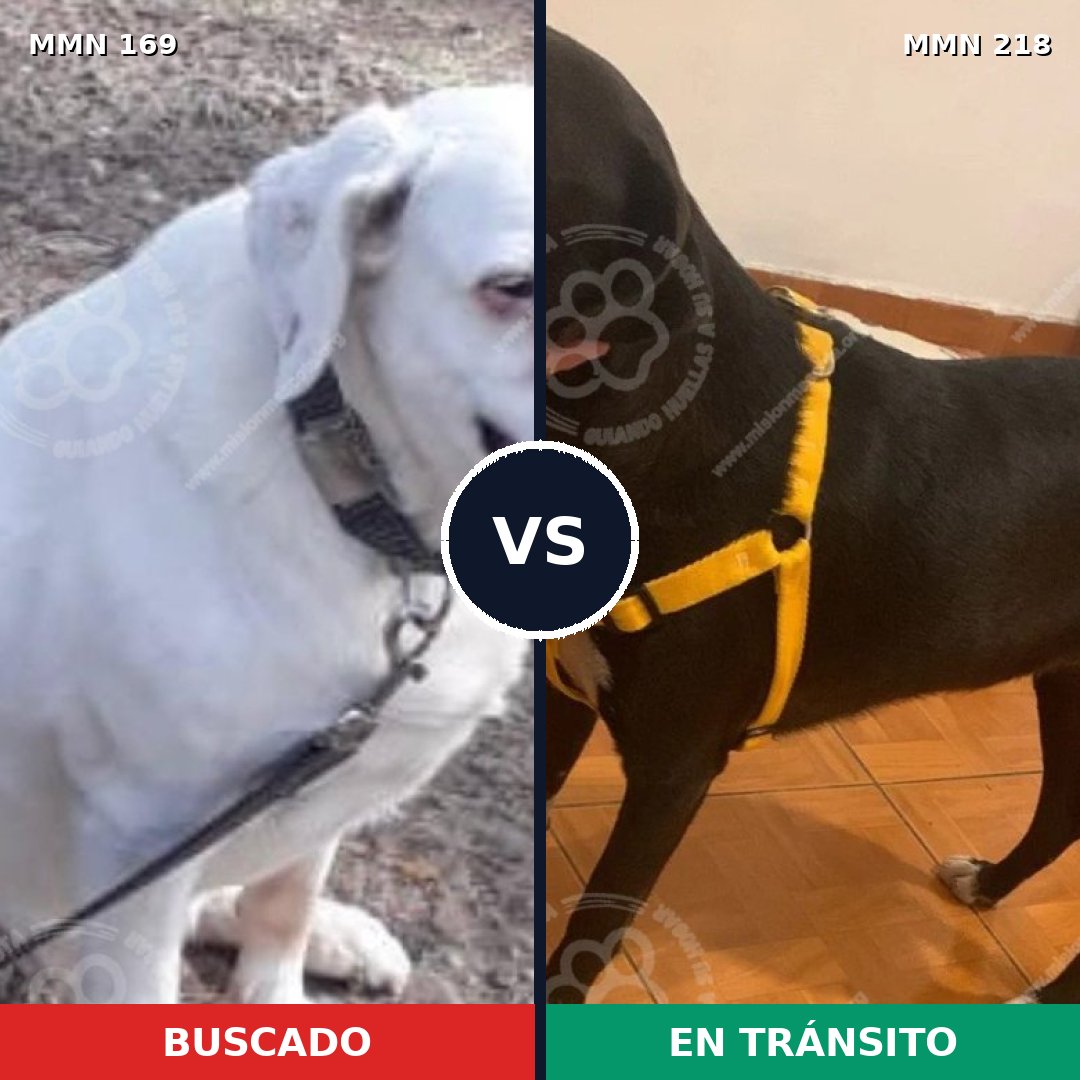 Comparativa MMS 4353: mascota perdida y mascota encontrada, 22% de similitud