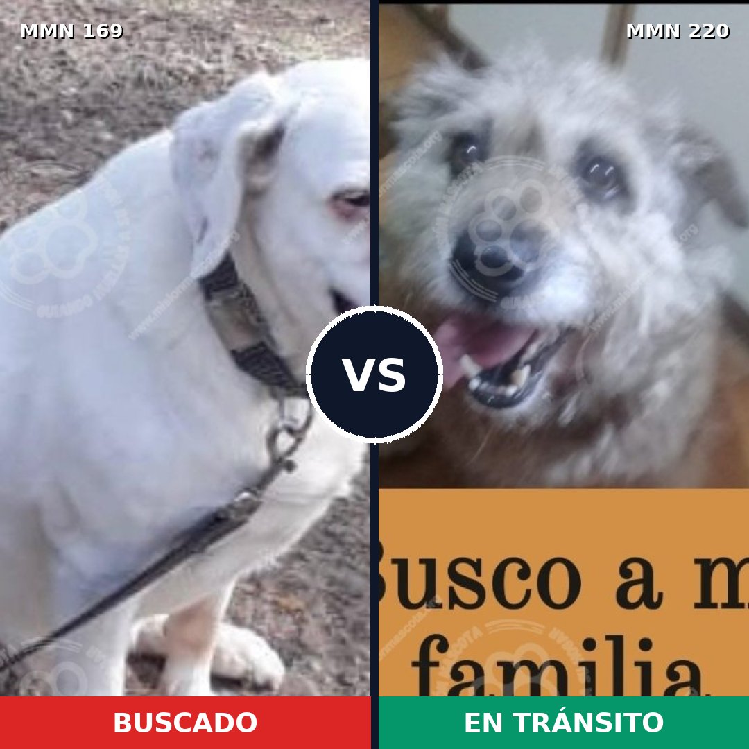 Comparativa MMS 4354: mascota perdida y mascota encontrada, 8% de similitud