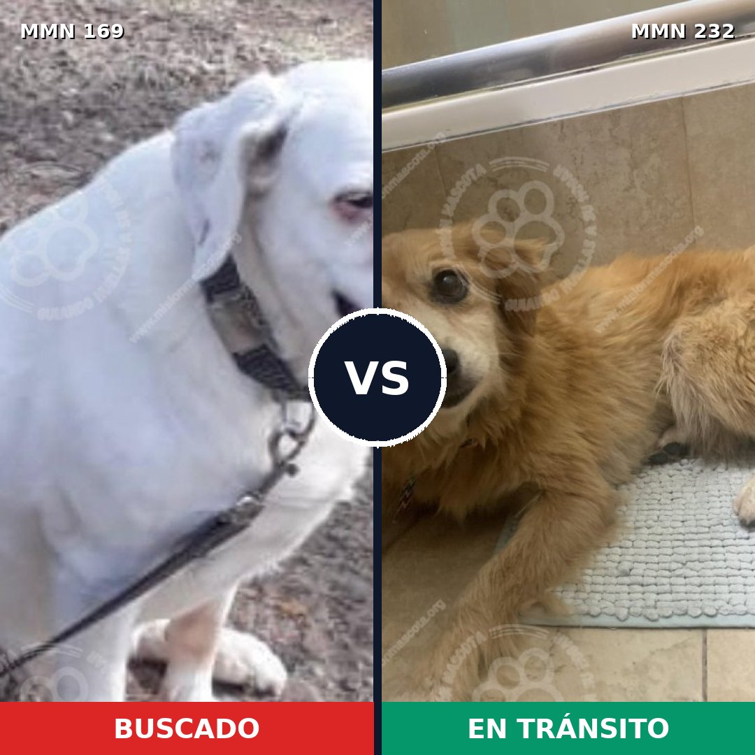 Comparativa MMS 4356: mascota perdida y mascota encontrada, 71% de similitud