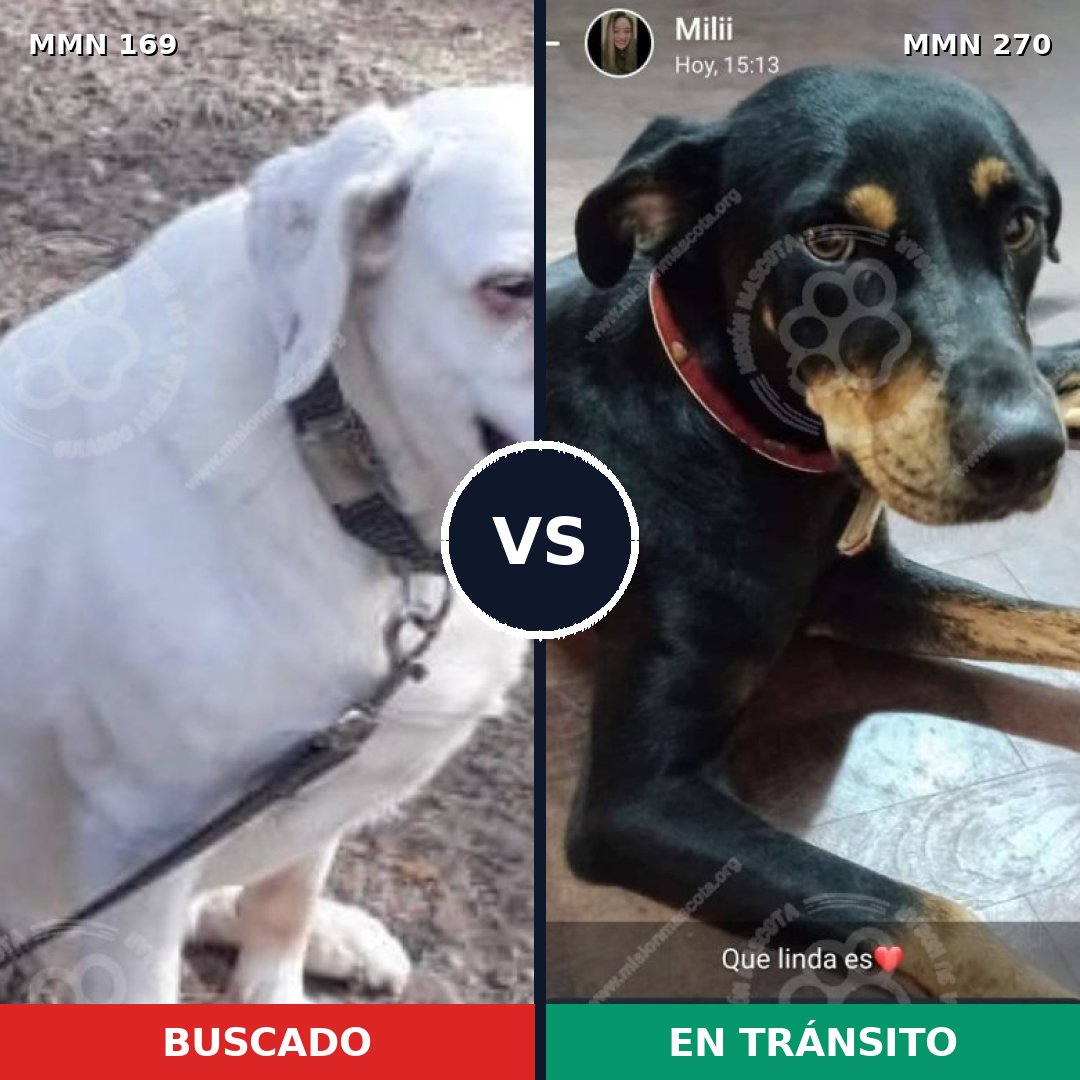 Comparativa MMS 4358: mascota perdida y mascota encontrada, 10% de similitud