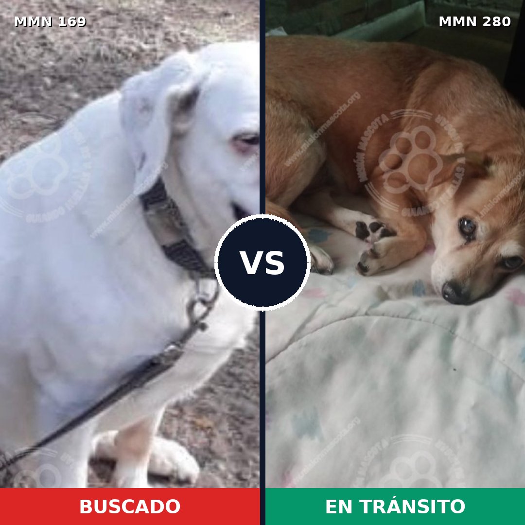 Comparativa MMS 4359: mascota perdida y mascota encontrada, 63% de similitud
