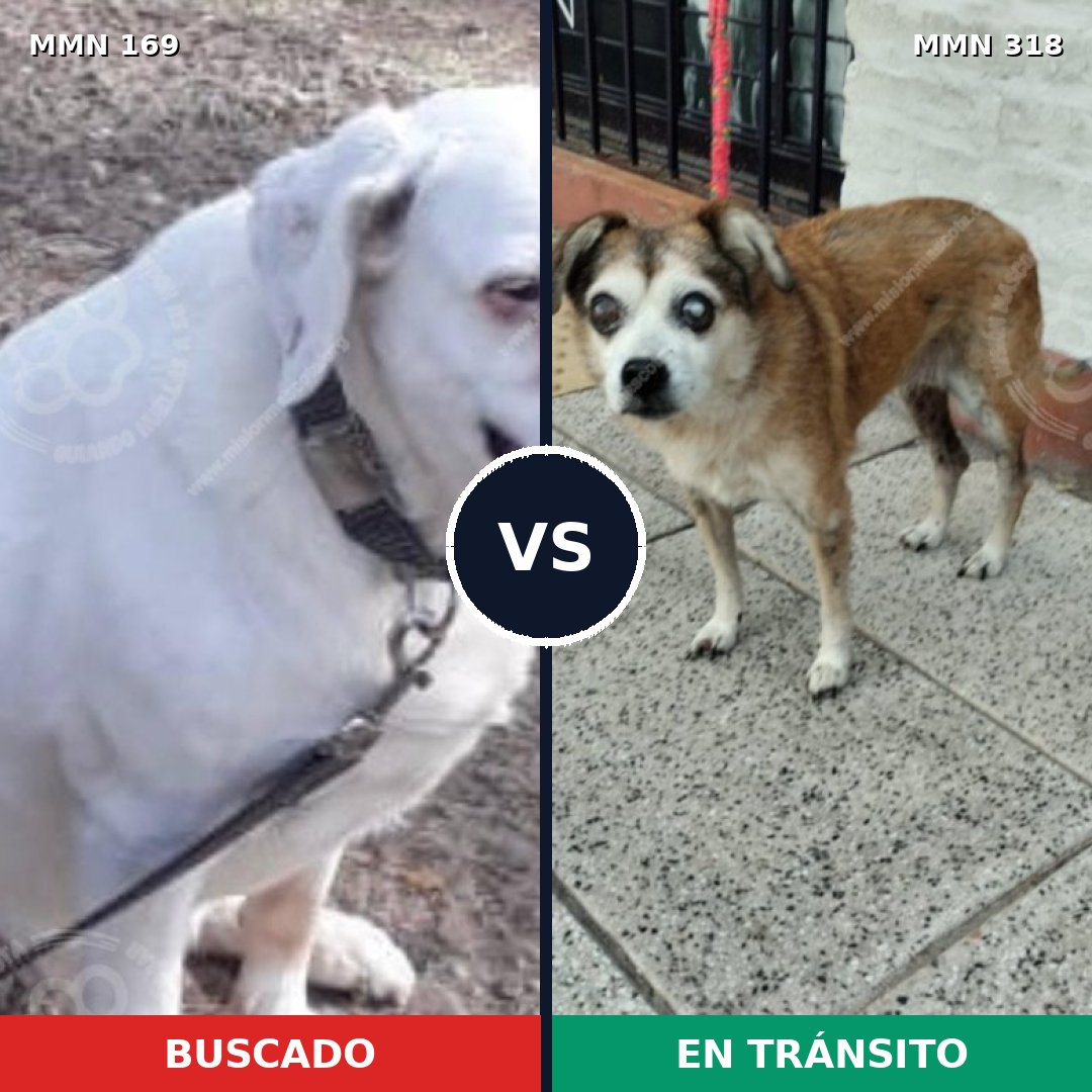Comparativa MMS 4363: mascota perdida y mascota encontrada, 62% de similitud