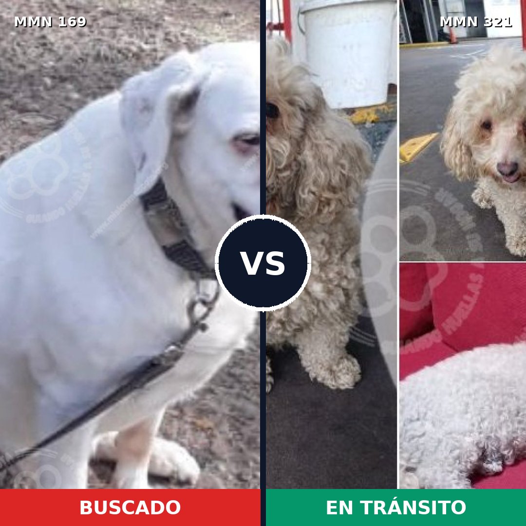 Comparativa MMS 4364: mascota perdida y mascota encontrada, 39% de similitud