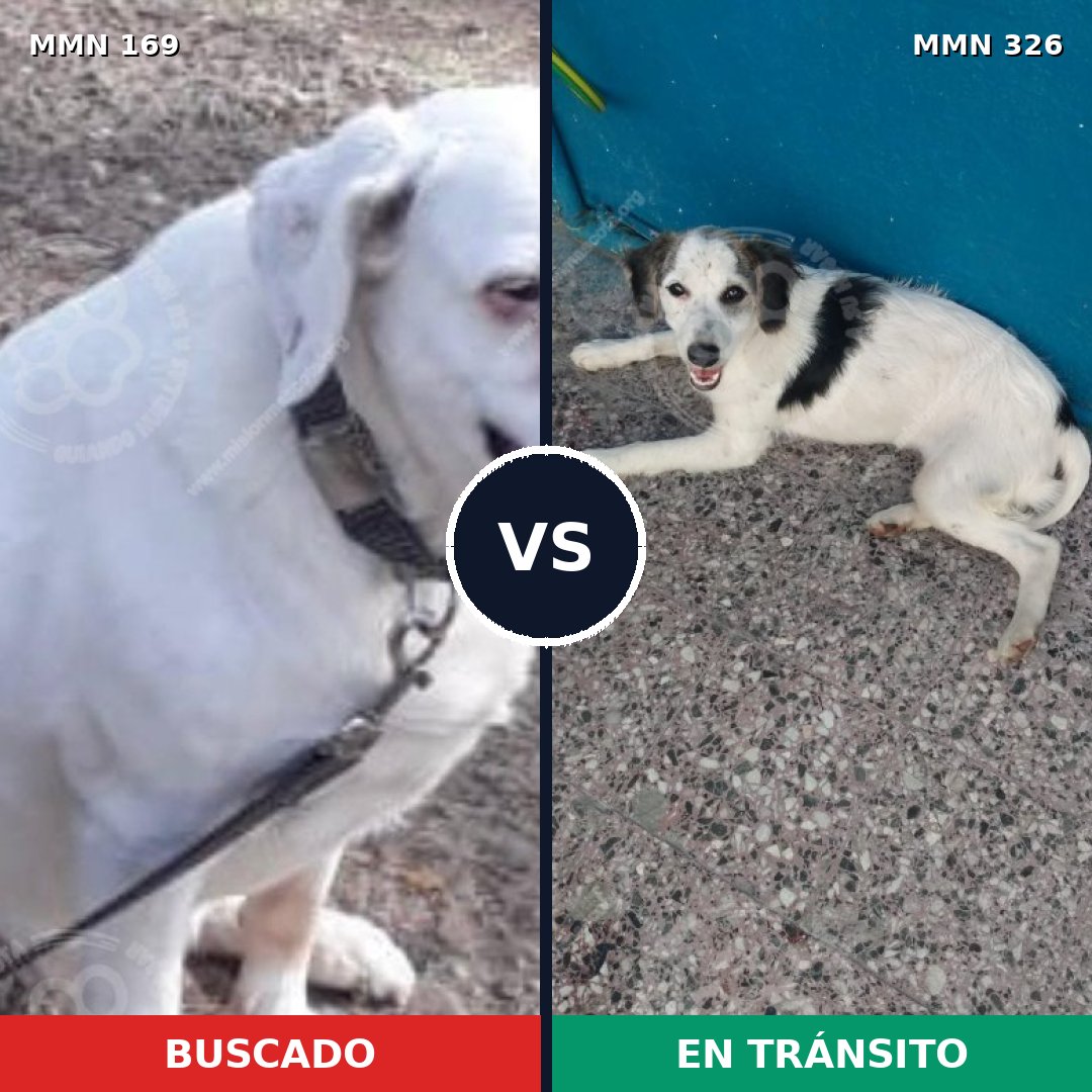 Comparativa MMS 4365: mascota perdida y mascota encontrada, 31% de similitud