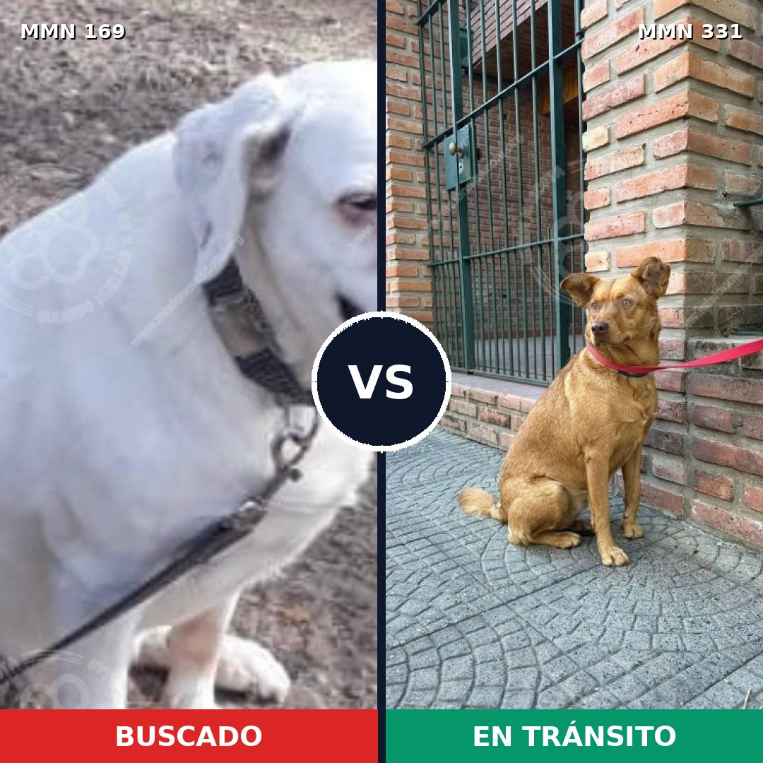 Comparativa MMS 4366: mascota perdida y mascota encontrada, 6% de similitud