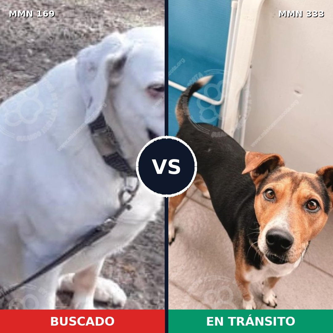 Comparativa MMS 4367: mascota perdida y mascota encontrada, 6% de similitud
