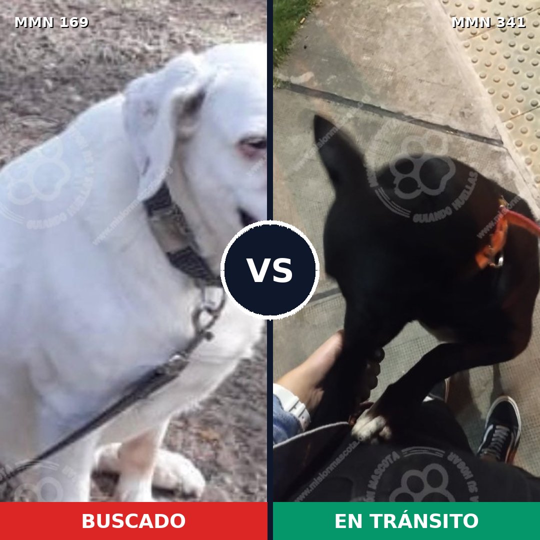 Comparativa MMS 4368: mascota perdida y mascota encontrada, 10% de similitud