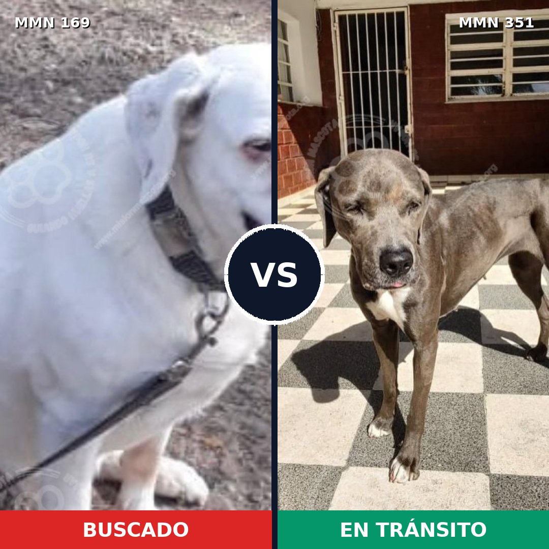 Comparativa MMS 4369: mascota perdida y mascota encontrada, 30% de similitud