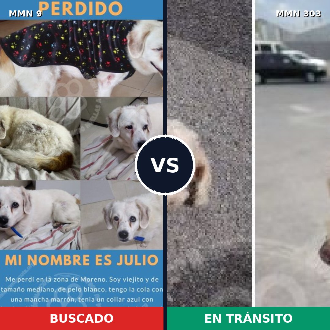 Comparativa MMS 437: mascota perdida y mascota encontrada, 43% de similitud