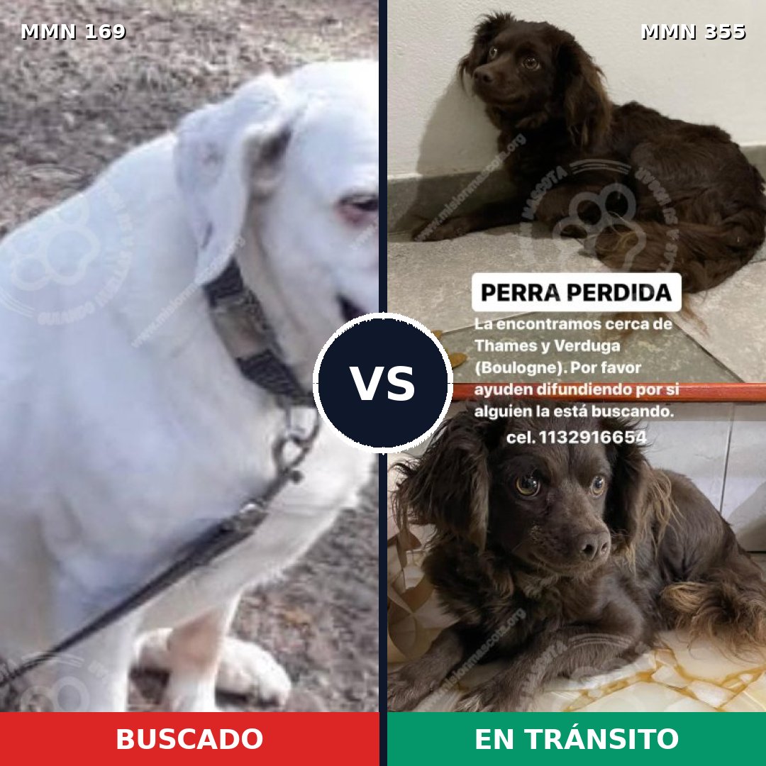 Comparativa MMS 4370: mascota perdida y mascota encontrada, 2% de similitud