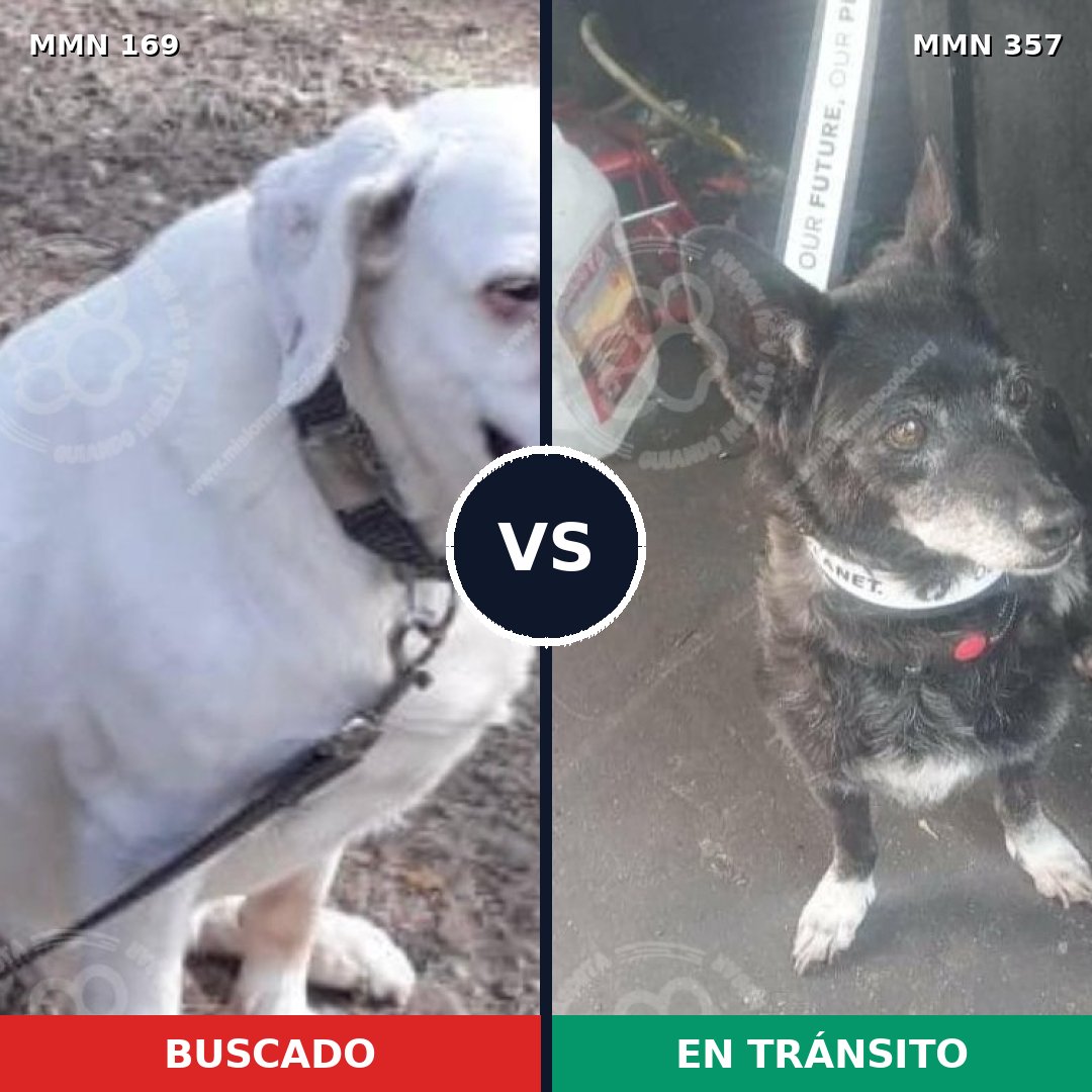 Comparativa MMS 4371: mascota perdida y mascota encontrada, 20% de similitud