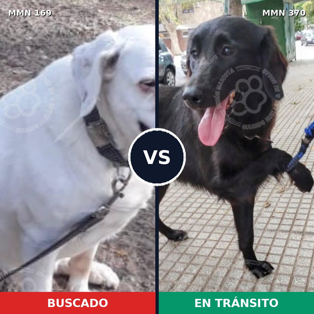 Comparativa MMS 4372: mascota perdida y mascota encontrada, 6% de similitud