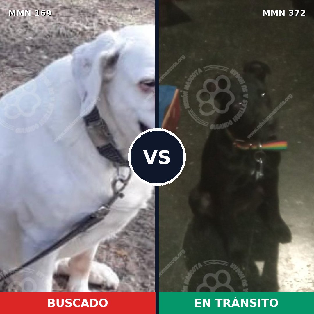Comparativa MMS 4373: mascota perdida y mascota encontrada, 22% de similitud