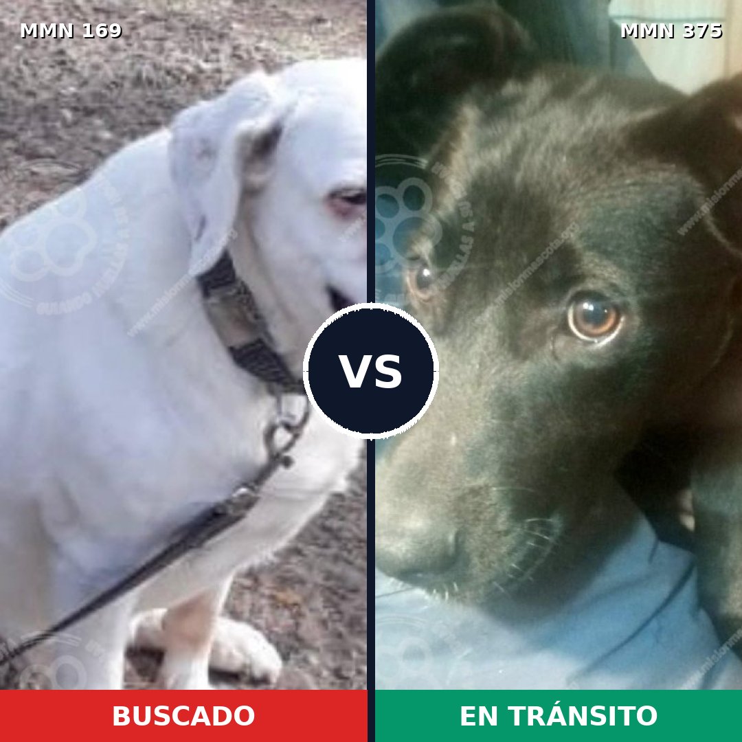 Comparativa MMS 4374: mascota perdida y mascota encontrada, 10% de similitud
