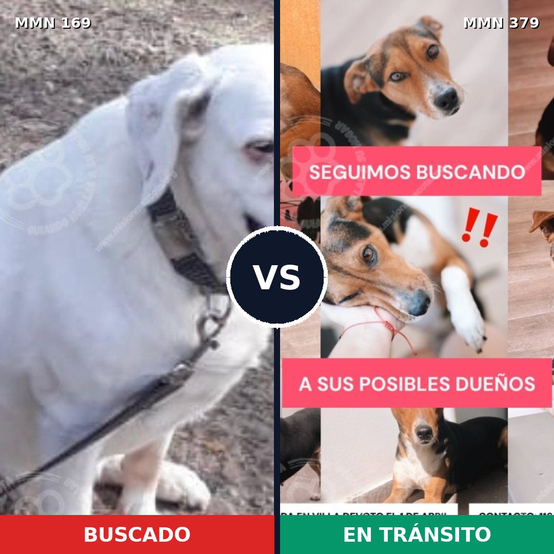 Comparativa MMS 4375: mascota perdida y mascota encontrada, 10% de similitud
