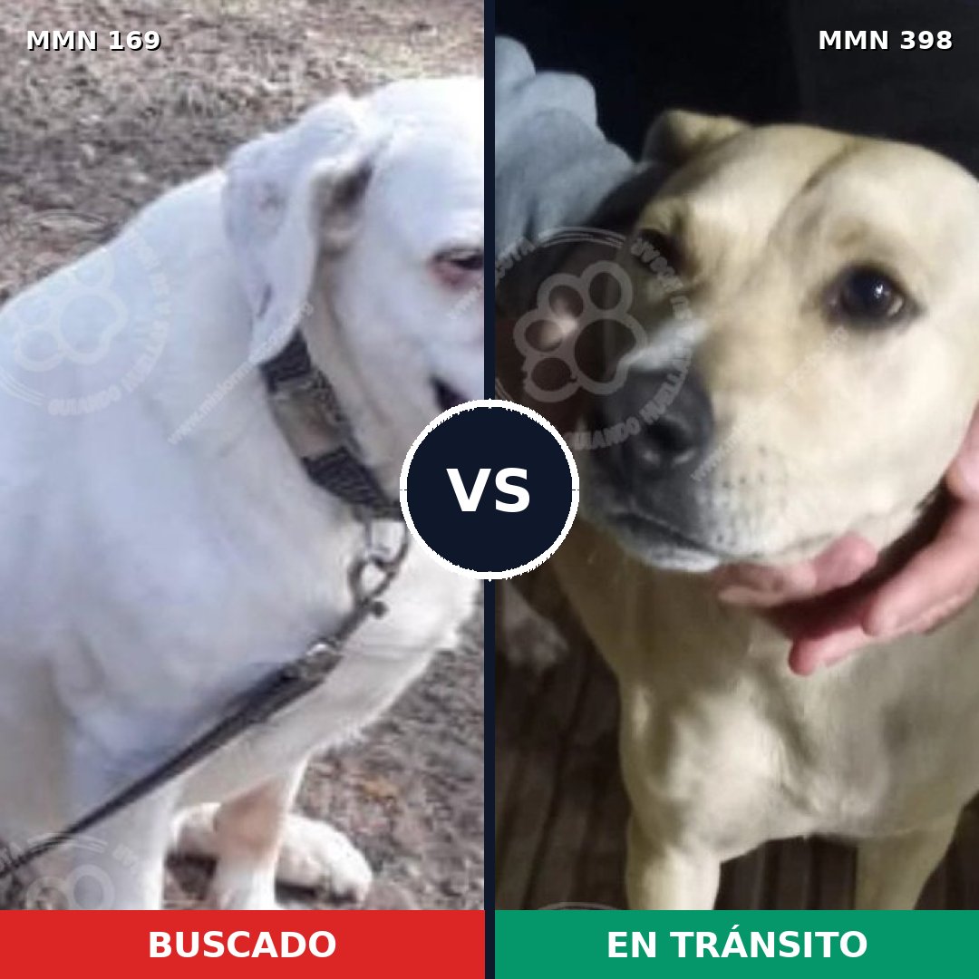 Comparativa MMS 4377: mascota perdida y mascota encontrada, 12% de similitud