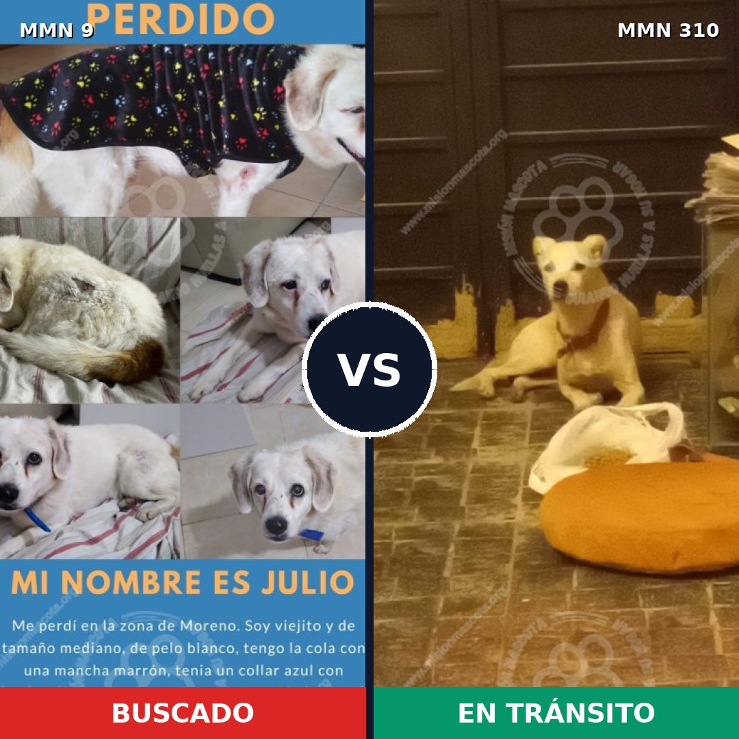 Comparativa MMS 438: mascota perdida y mascota encontrada, 97% de similitud