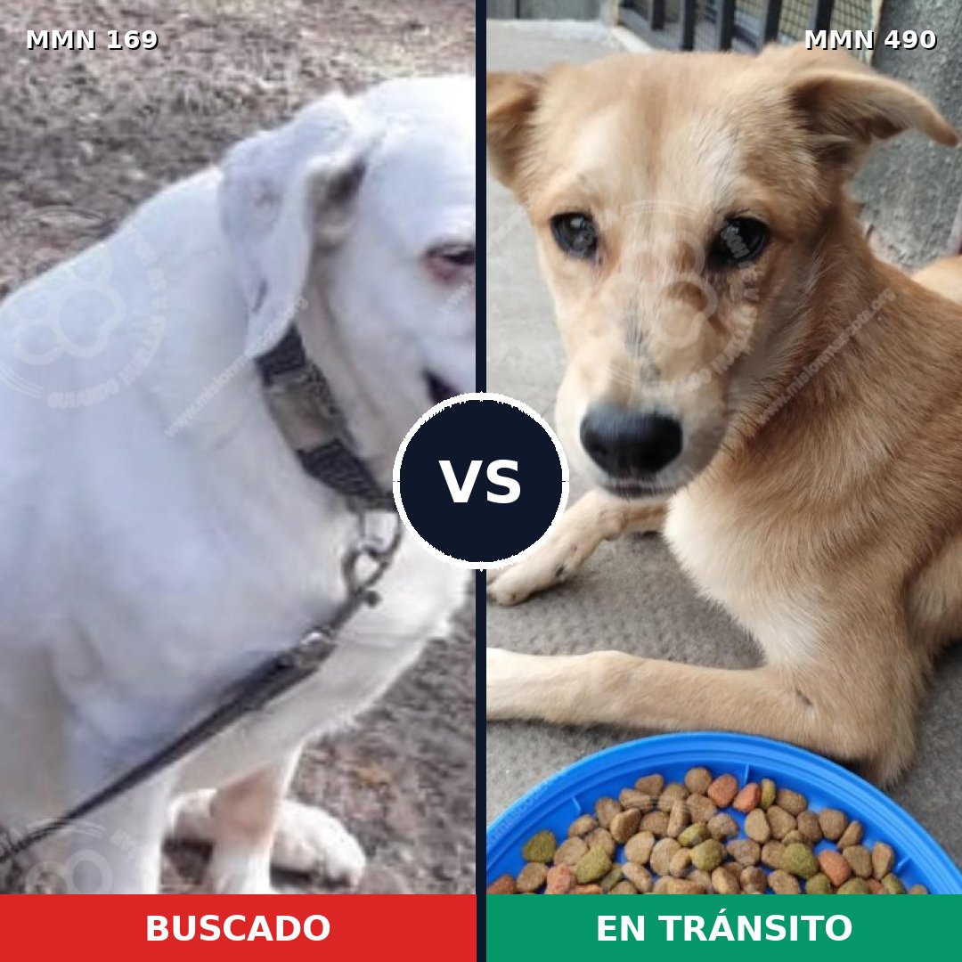Comparativa MMS 4381: mascota perdida y mascota encontrada, 10% de similitud