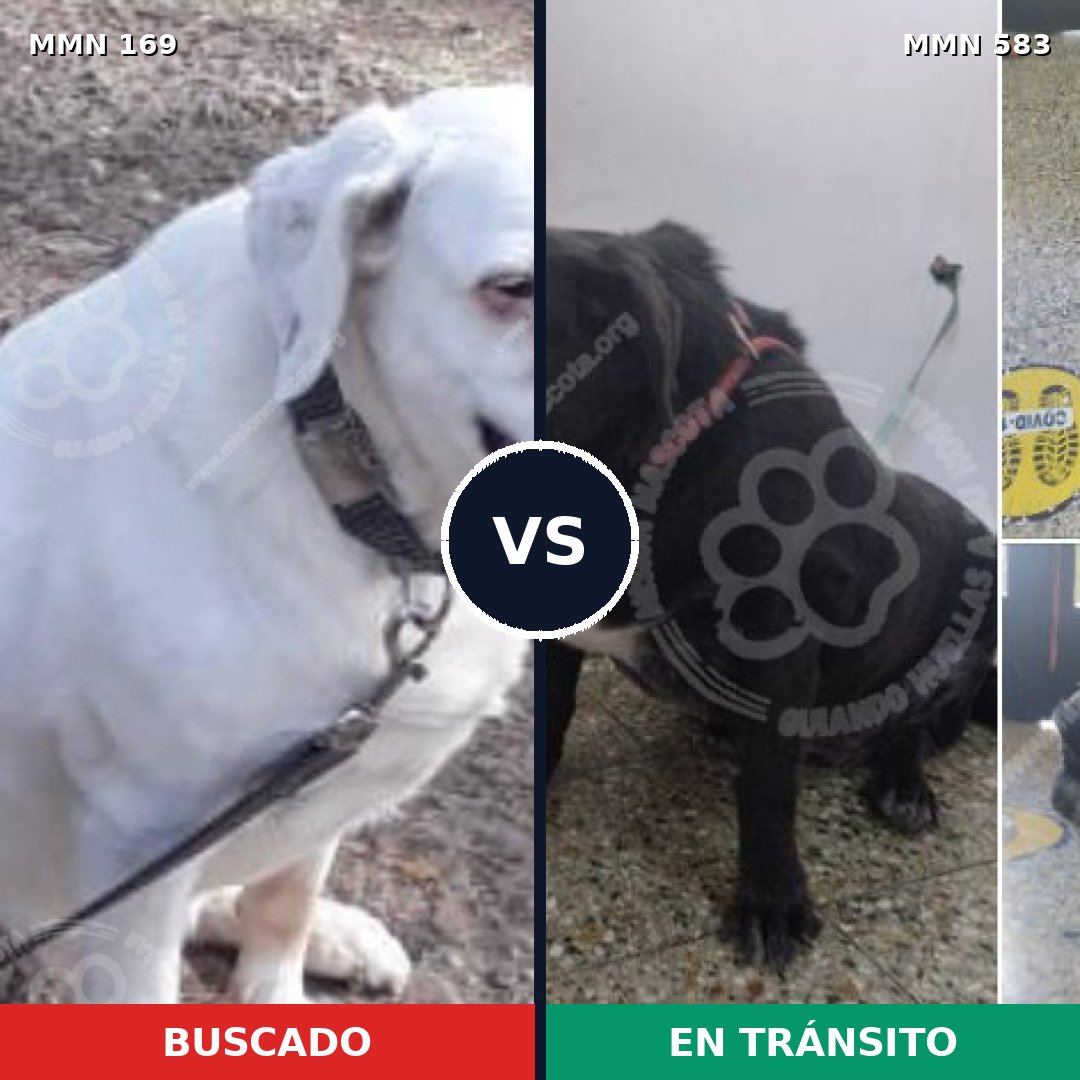Comparativa MMS 4383: mascota perdida y mascota encontrada, 21% de similitud