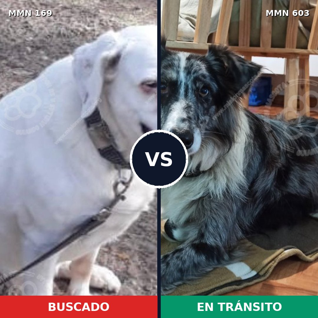 Comparativa MMS 4384: mascota perdida y mascota encontrada, 14% de similitud