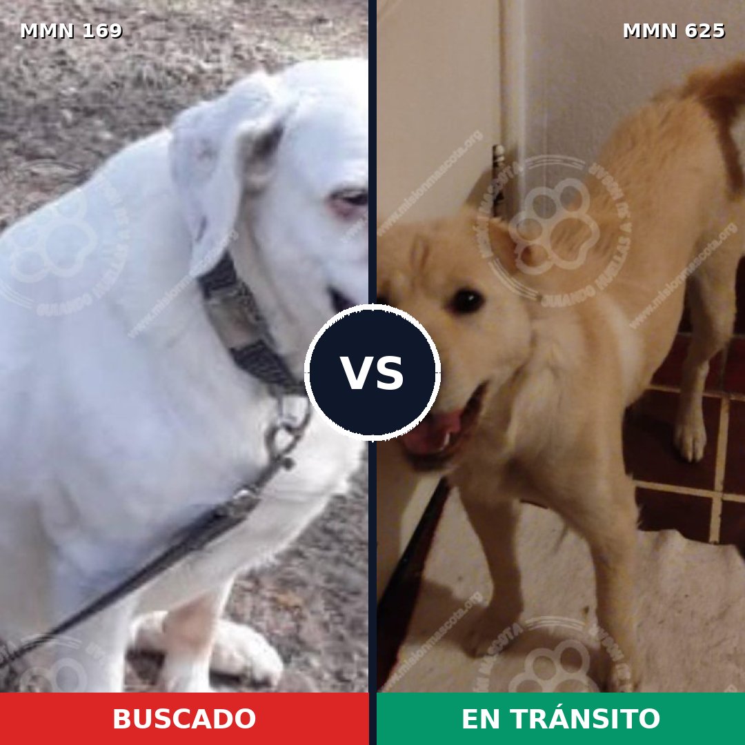 Comparativa MMS 4386: mascota perdida y mascota encontrada, 6% de similitud