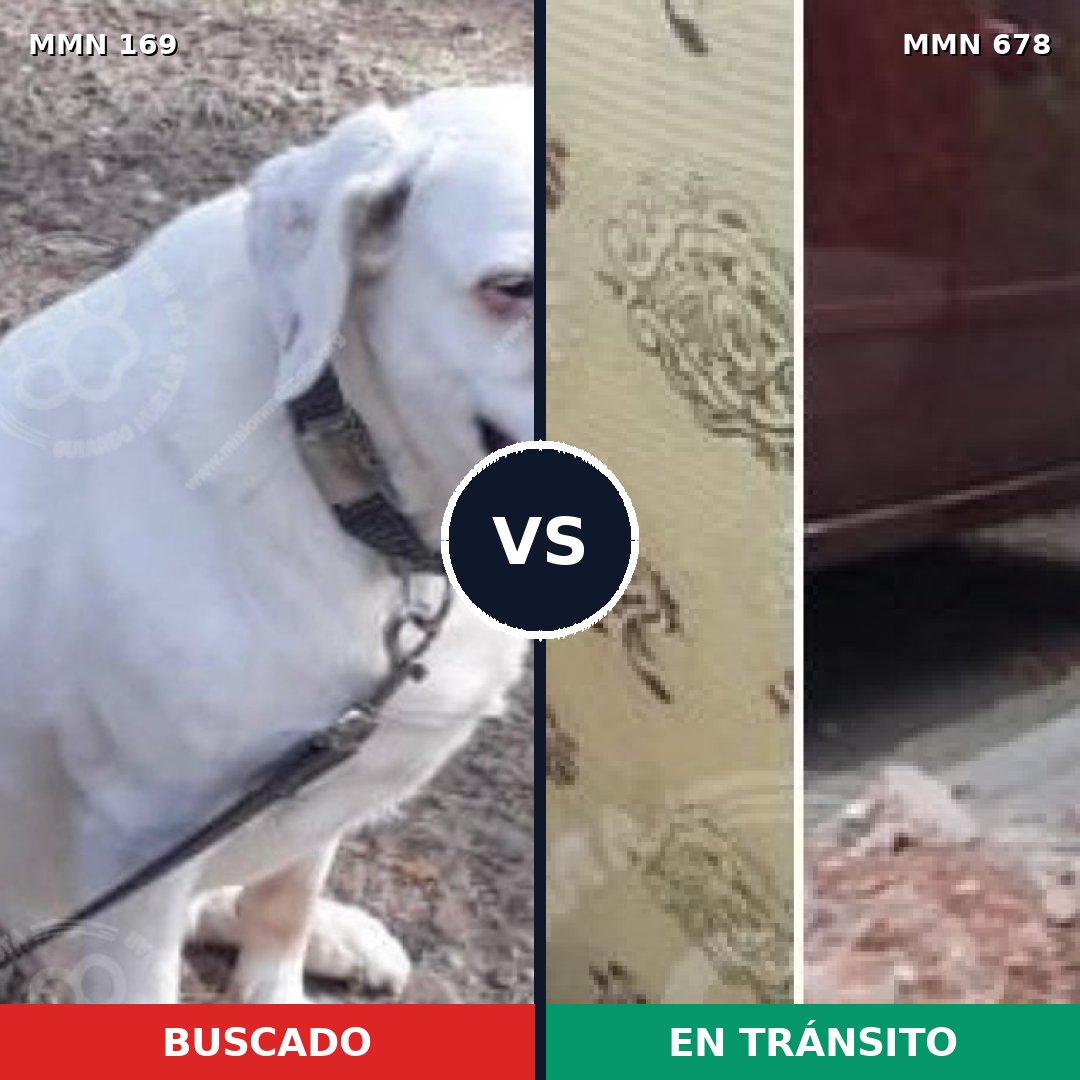 Comparativa MMS 4388: mascota perdida y mascota encontrada, 10% de similitud