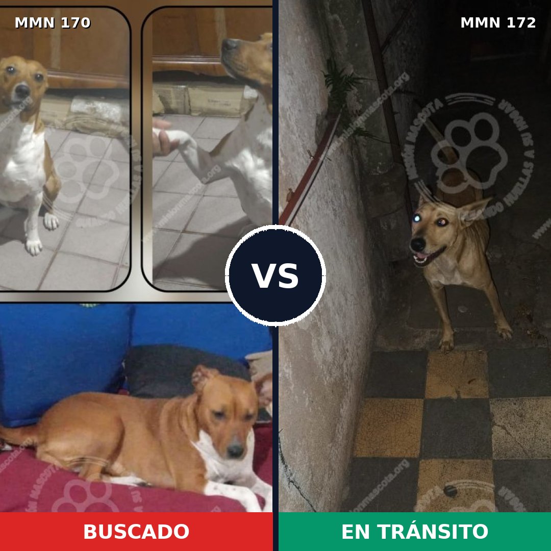 Comparativa MMS 4389: mascota perdida y mascota encontrada, 63% de similitud