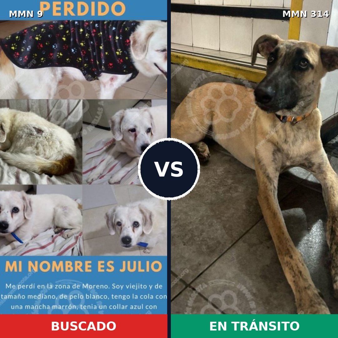Comparativa MMS 439: mascota perdida y mascota encontrada, 63% de similitud