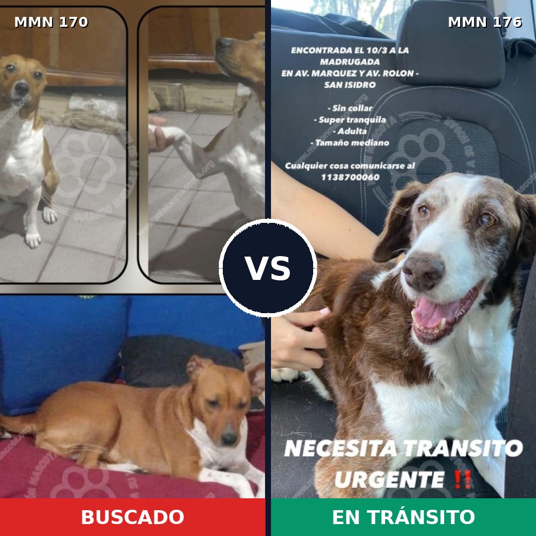 Comparativa MMS 4390: mascota perdida y mascota encontrada, 62% de similitud