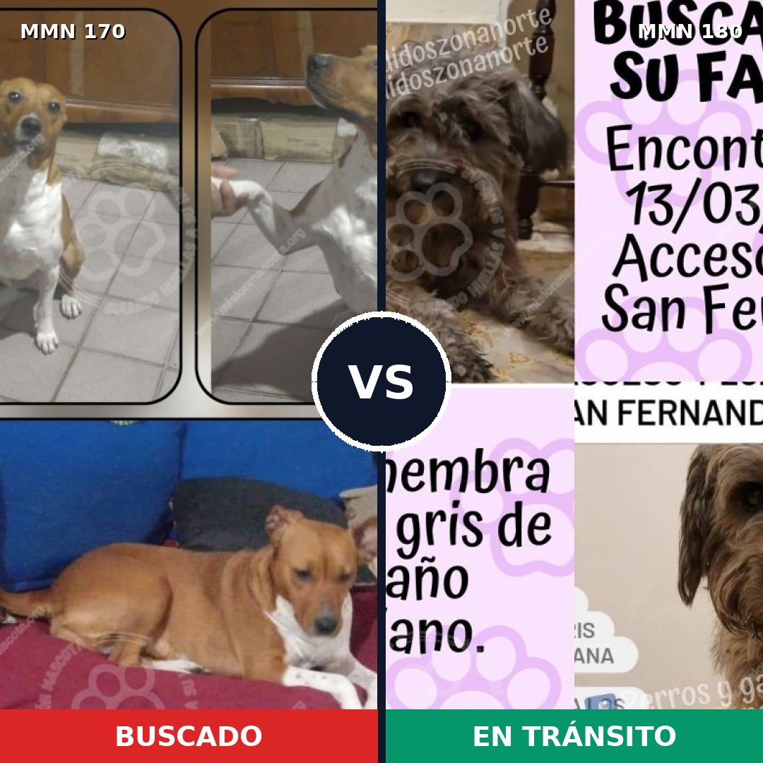 Comparativa MMS 4391: mascota perdida y mascota encontrada, 49% de similitud