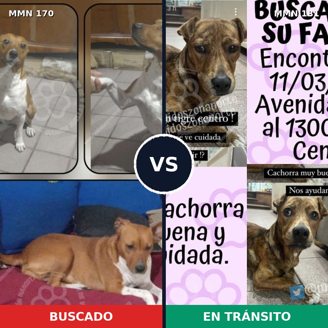 Comparativa MMS 4392: mascota perdida y mascota encontrada, 63% de similitud