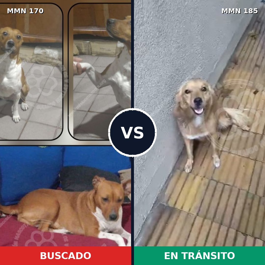 Comparativa MMS 4393: mascota perdida y mascota encontrada, 48% de similitud
