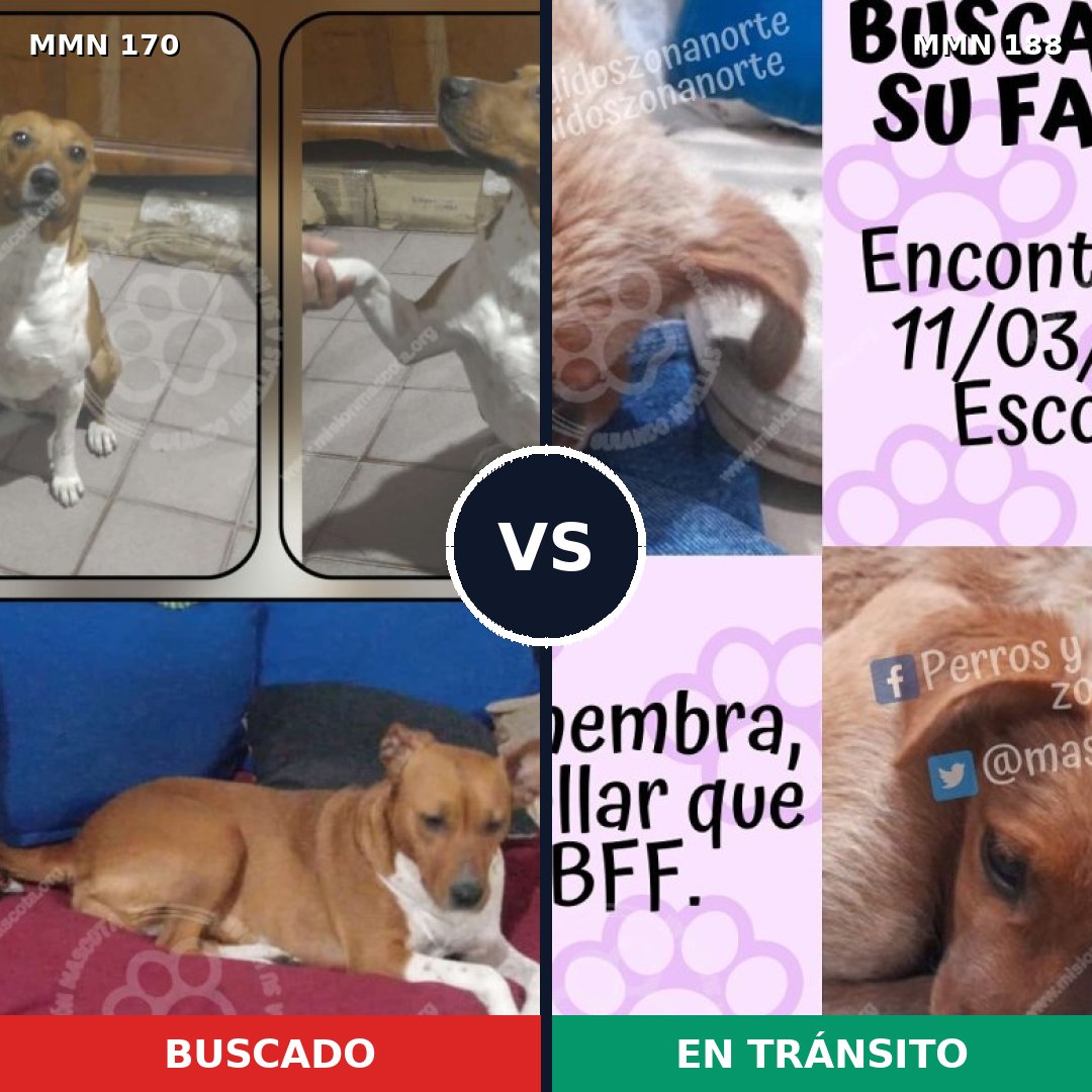 Comparativa MMS 4394: mascota perdida y mascota encontrada, 11% de similitud