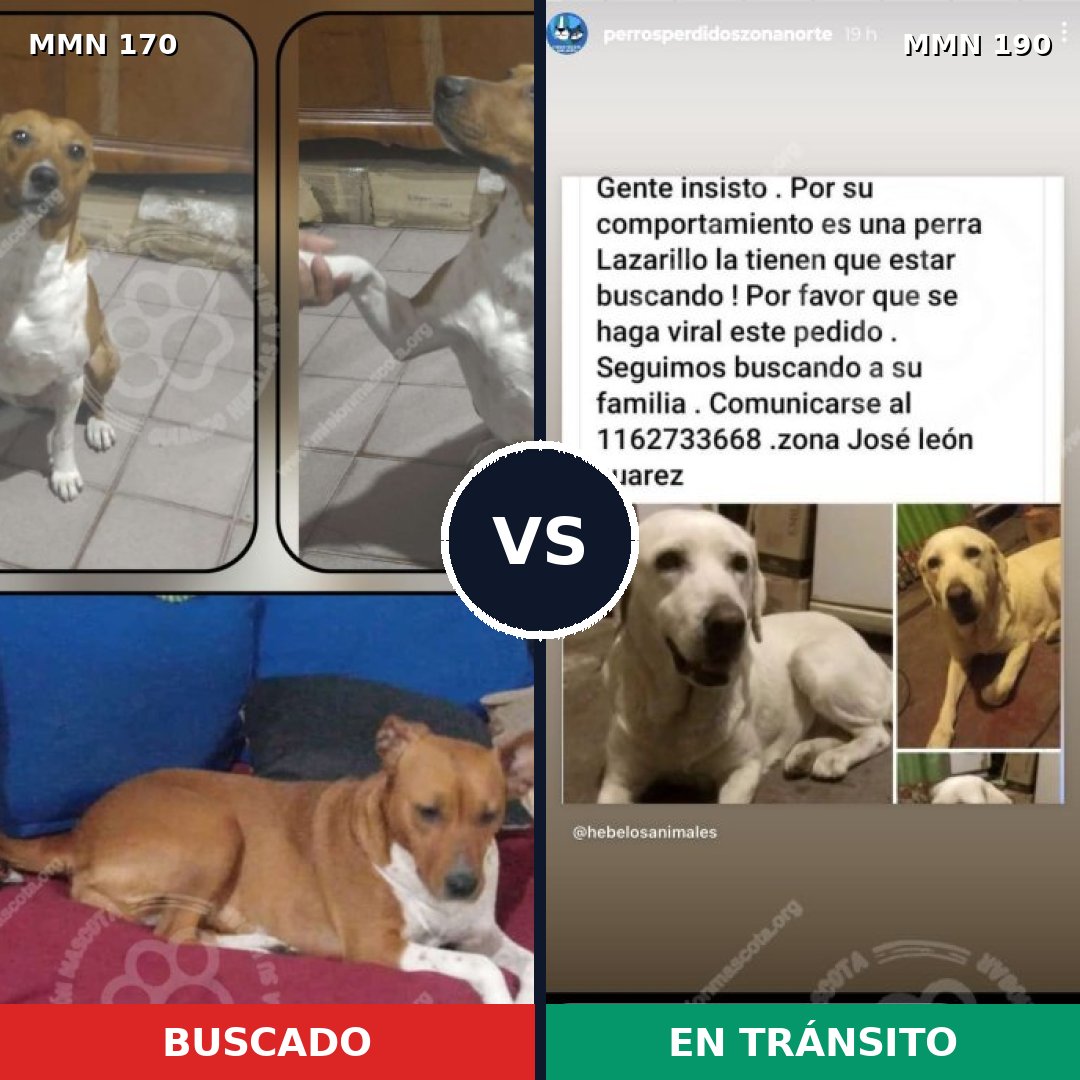 Comparativa MMS 4395: mascota perdida y mascota encontrada, 13% de similitud