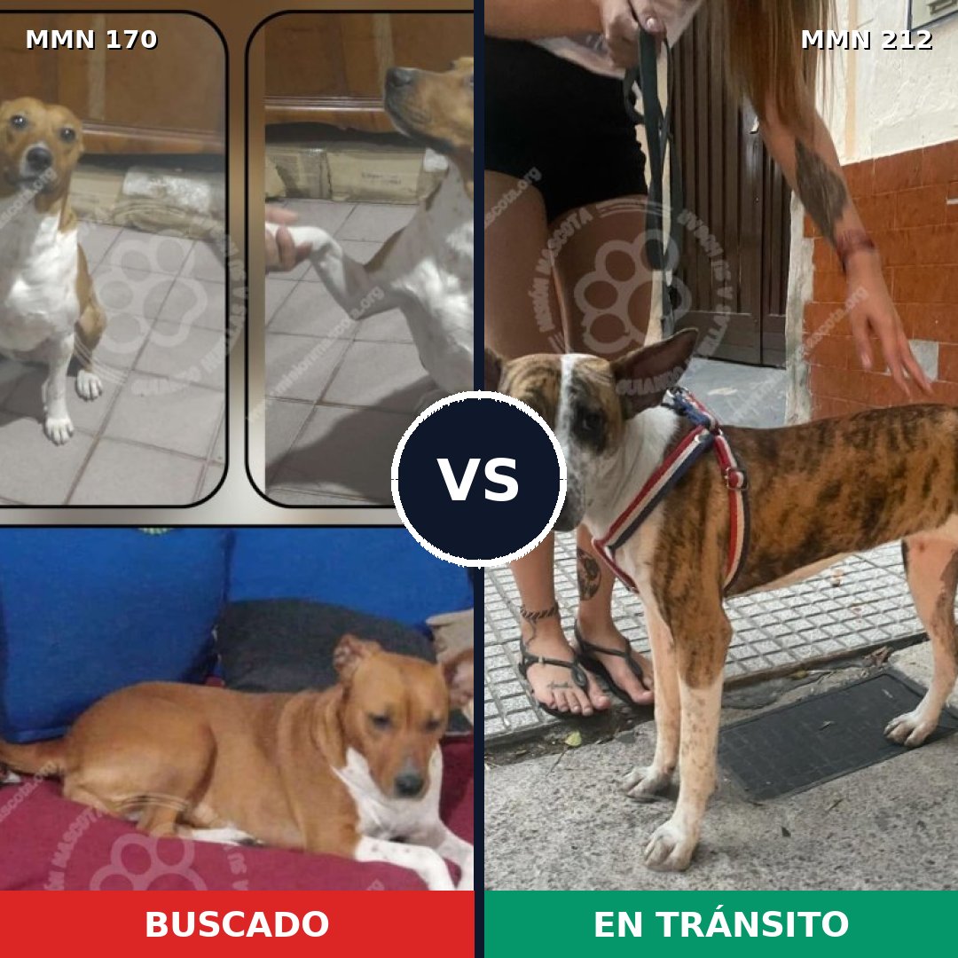 Comparativa MMS 4396: mascota perdida y mascota encontrada, 66% de similitud