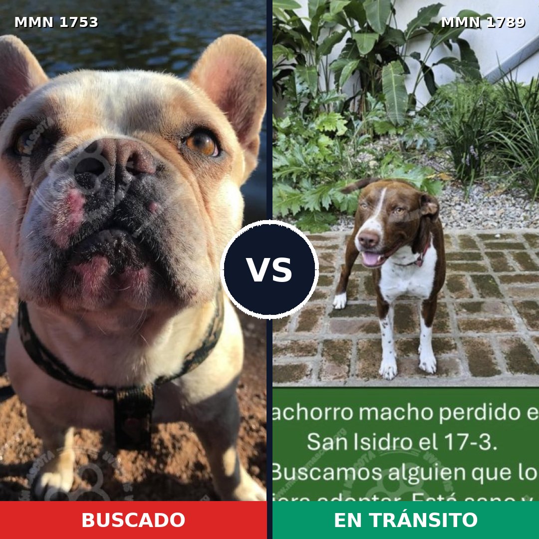Comparativa MMS 43960: mascota perdida y mascota encontrada, 26% de similitud