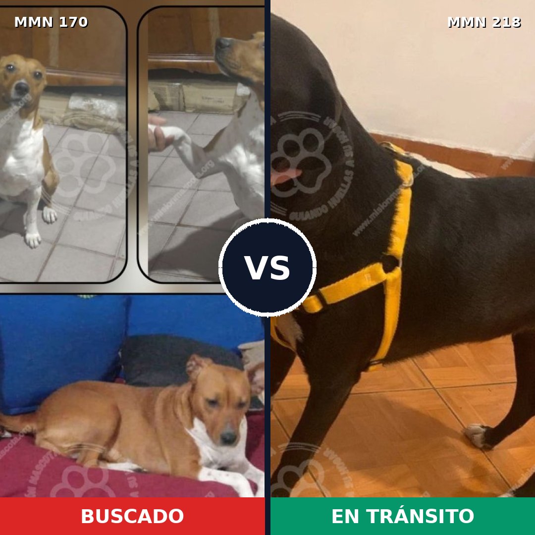 Comparativa MMS 4397: mascota perdida y mascota encontrada, 67% de similitud