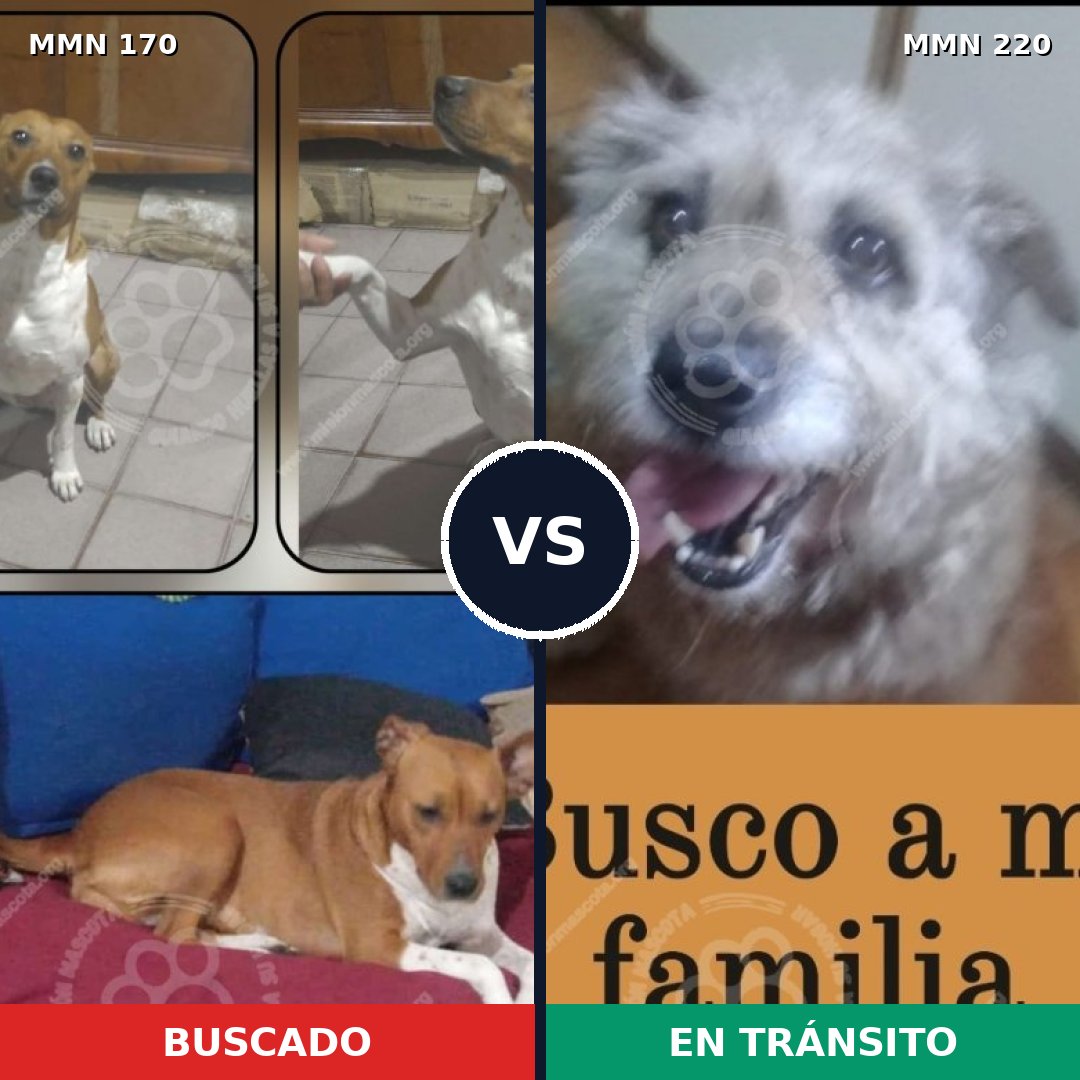 Comparativa MMS 4398: mascota perdida y mascota encontrada, 48% de similitud