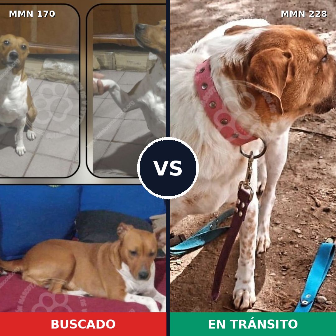 Comparativa MMS 4399: mascota perdida y mascota encontrada, 33% de similitud