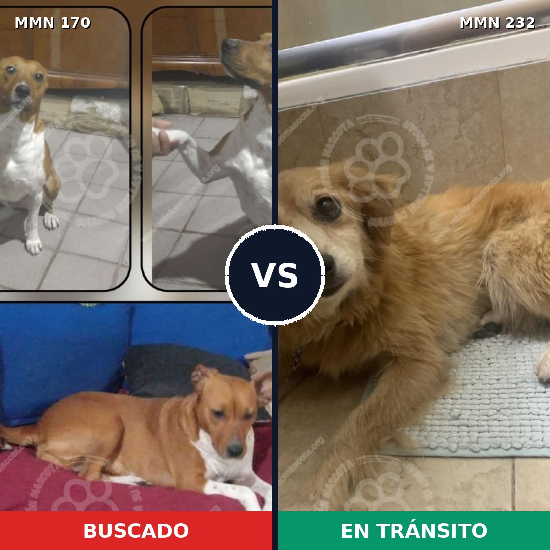 Comparativa MMS 4400: mascota perdida y mascota encontrada, 27% de similitud