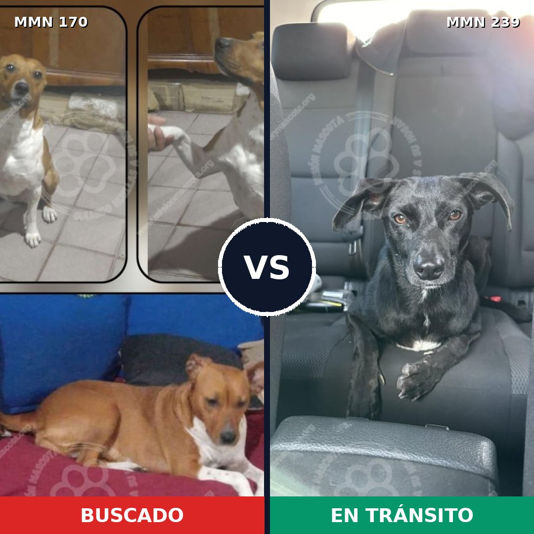 Comparativa MMS 4401: mascota perdida y mascota encontrada, 68% de similitud