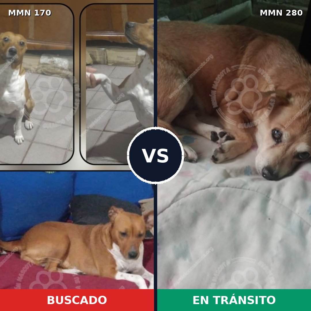 Comparativa MMS 4403: mascota perdida y mascota encontrada, 48% de similitud
