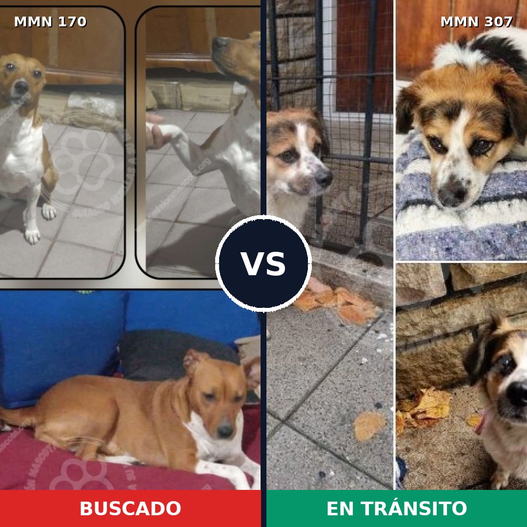 Comparativa MMS 4404: mascota perdida y mascota encontrada, 70% de similitud